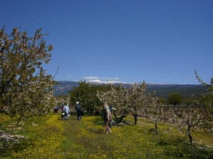 Cherry trees and Ventoux